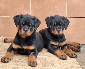 Steniatka rottweilera,rotvajlera,rtw,rotty s PP