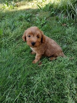 Maltipoo,maltipo