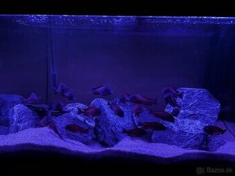 Tropheus Moliro