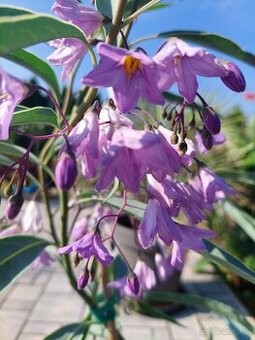 Americký oleander
