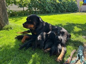 Predam šteniatka rottweiler rotvajler rotwailer rotwajler