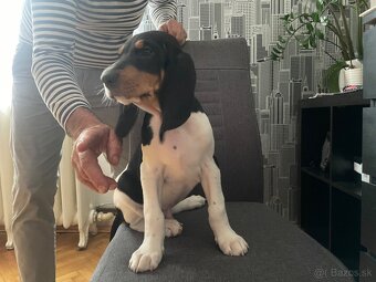 Polovnická šteniatka Švajčiarsky ďurič - Bernský ďurić s PP - 1