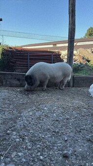 Darujem Gottingenské prasiatko (dospelé)