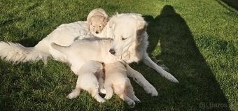 Šteniatka - Zlatý retriever