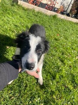 4 mesačná fenka - border kólia