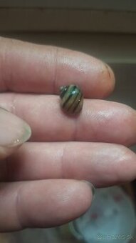 Mini ampularia špiralova