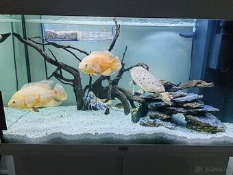 Komplet Akvárium Juwel RIO 125 so skrinkou