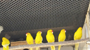 Kakariki červenočelé žlté