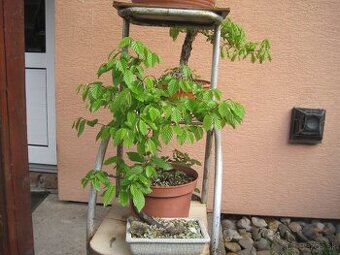 bonsai,bonsaj-hrab 5 - 1