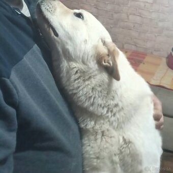 Labrador šteňa