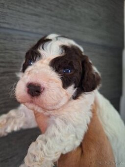 Lagotto romagnolo s PP (italský vodní pes)