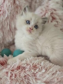 Ragdoll mačiatka