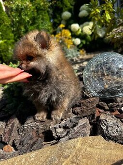 pomeranian