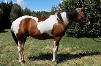 Valach APH american paint 2 roky