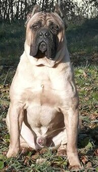 Cane Corso šteniatka