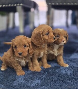 Cavapoo