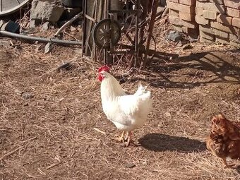 Predám krásne kohúty na zarez