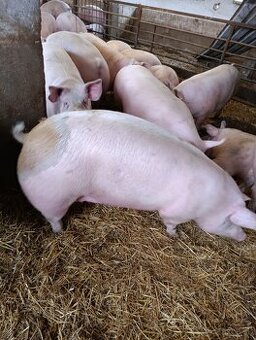 Výkonové ošípané 2€/kg