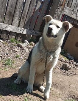 9 mesiacny pes kríženec husky