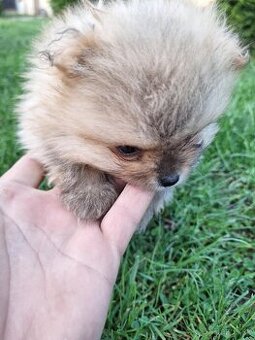 Pomeranian