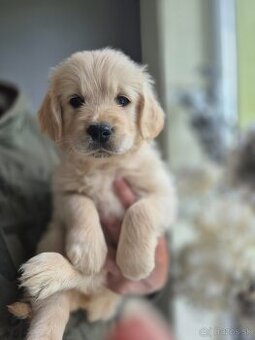 Zlaty retriever