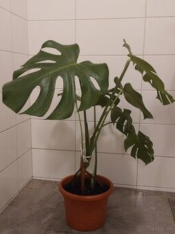 Monstera Deliciosa, izbová rastlina