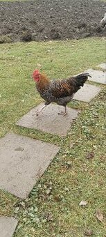 Kohút; morka bronzová