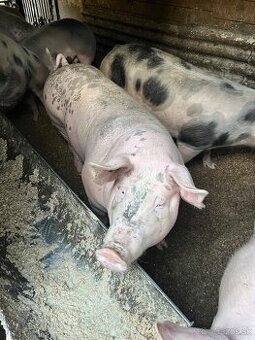 Predám jatočne prasce.