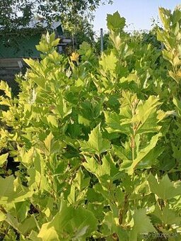 Platan javorolisty , dub cerveny