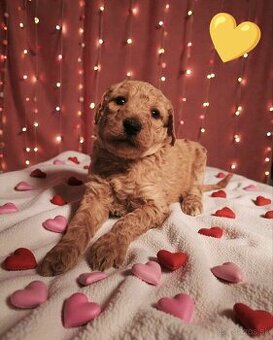 Kráľovský pudel fenka