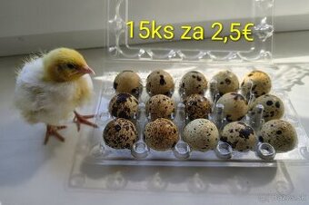 Prepeličie vajíčka - jumbo a celadon