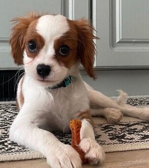 Šteniatko Cavalier King Charles na adopciu.