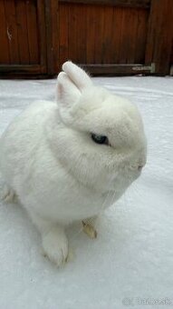 Zákrslý králik❤️