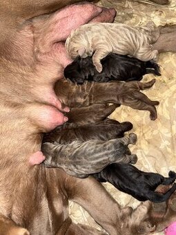 Bandog, cane corso, presa, doga, pitbull