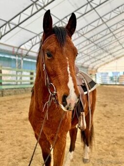 QH valach 3r. Na predaj