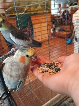 Mladé korely a andulka