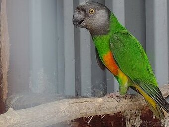 ahoj 5-ročný senegalský samec, možno by si mal záujem o iný