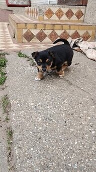 Šteniatko