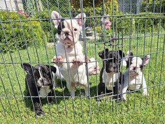 Francuzsky buldog šteniatka