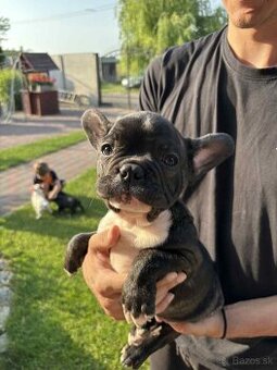 Francuzsky buldog šteniatka