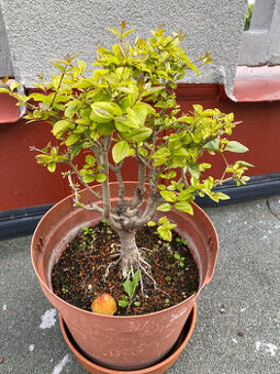 Ligustrum Vtáčí Zob bonsaj