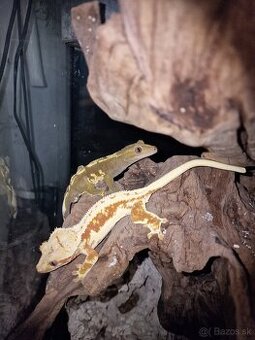 Pagekón riasnatý - Correlophus ciliatus