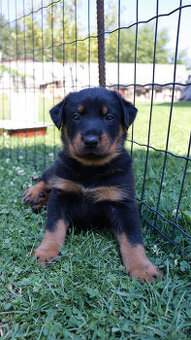 Beauceron - francouzský ovčák - štěňátka s PP