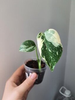 Monstera thai constellation