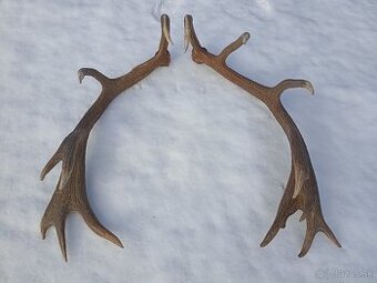 Predam Jelenie Zhody