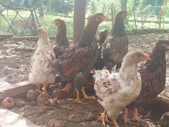 Kohúti Wyandotky zlatej modrolemovanej + splash