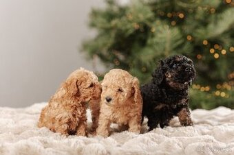 Trpasličí pudel s PP