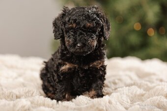 Trpasličí pudel s PP