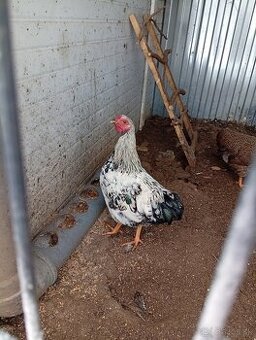 Wyandot zdrobnela  kohut