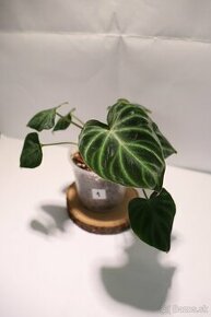 Izbové rastliny - 1